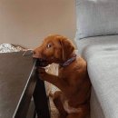 멍멍이 달린다 이미지