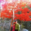 속리산, 진정 단풍이 붉고 아름다운 이유를 아시나요? (후미에 사진이 첨부되어 있음) 이미지