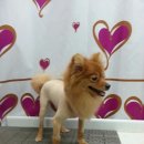 예쁜개집애