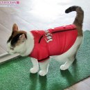 체리빠 이미지