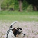 강아지봄 이미지