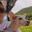 정선 하이원 샤스타데이지 축제, 스카이로드 카트투어 후기