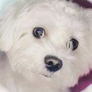 수락 동물병원 이미지