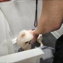 애견미용사 3급 자격증 과정 2 이미지