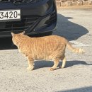 여수돔비치펜션 | [여수/독채펜션] 여수돔비치펜션 편백나무 찜질방 복층독채펜션 바베큐장 여수태교여행