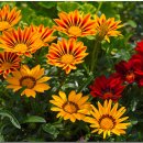 한국의 자원식물. 태양을 닮은 남아프리카의 꽃, 가자니아[Gazania] 이미지