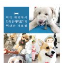 해피 이미지