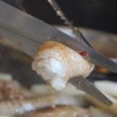 와우곱창 이미지