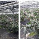 문영식 농장 이미지