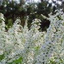 싸리마루 이미지