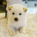 백구PC 이미지