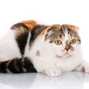 24시 송도힐 동물메디컬센터 이미지