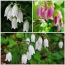 꽃이야기와 치유 이미지