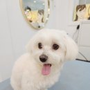 백설 애견샵 이미지