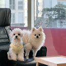 리츠펫 이시아폴리스점 이미지