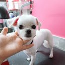 위드독스 샵 이미지