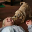 애견백과 - 래브라도 리트리버 (Labrador Retriever) 이미지