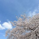 쌍둥이어린이공원 | 서울어린이대공원 벚꽃🌸 아이랑 추천코스 (동선, 놀거리 총정리)