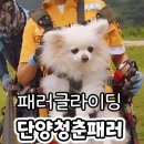 충북 단양 애견동반 패러글라이딩 청춘패러 강아지랑 액티비티 이색체험