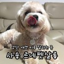 까까펫살롱 | 양산 애견미용 잘하는 곳 사송 르네펫살롱