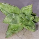 선은식농장 이미지