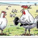 양계장닭한마리 이미지