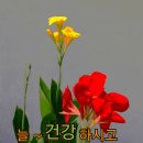 면역력 식단 10 이미지