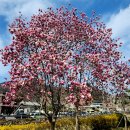 창녕 영산 만년교 이미지