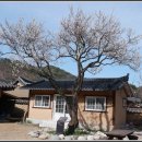 매화나무집 이미지