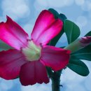 하모니car 이미지