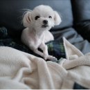 코델리아 이미지