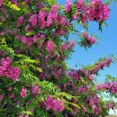 아카시아 이미지