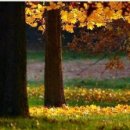 두그루나무 이미지