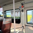 꽃 | 호미곶 유채꽃 만개 후기