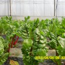 쌈채우리 이미지