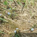 작은꽃지천 이미지