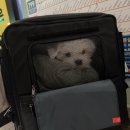 해들유치원 | 샤찌 일상🐾 처음 타본 버스, 첫 유치원 데뷔기