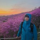 참꽃어린이집 앞 | 비슬산 참꽃 군락지 실시간상황 및 정보26.04.21