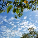 캘리그라피(주간) 이미지