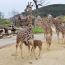 내리사랑 이미지