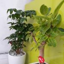 향기신발세탁전문점 이미지