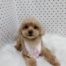 펫피파니 이미지