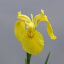 행복을주는꽃 이미지