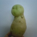 밤술