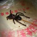 열꼬치