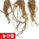 엉겅퀴 효능 엉겅퀴 뿌리 차 엉겅퀴 먹는 법 이미지