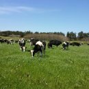 청초목장 이미지