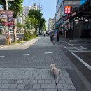 우다다 유치원 | 공릉 루프독 애견유치원 애견호텔 카페