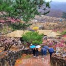 매화국제여행사 이미지