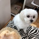 오케이동물병원 | 인천 송도 : 송도 24시동물병원 “오케이동물병원” 강아지 건강검진 후기 인천24시동물병원 송도동물병원